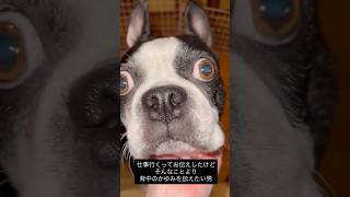 飼い主が仕事に行くのにそんなことはどうでもいい犬 #ボストンテリア