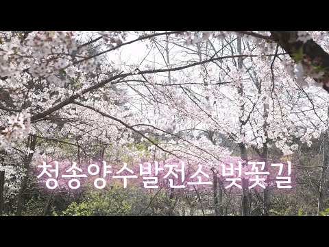 [온통청송] 청송양수발전소 벚꽃길