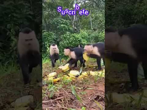 Sarapiquí, Heredia | Costa Rica 🇨🇷