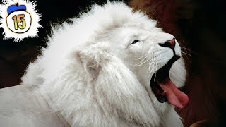 15 Rarest & Critically Endangered Animals on Earth