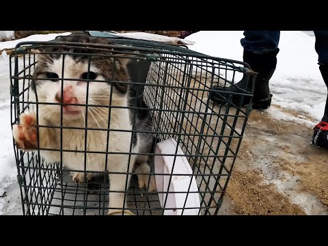 I caught a FERAL CAT. Now what?