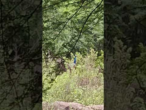 nature#youtuber #500subcribers #nature #500kview #500 #shorts #5000diamondsinfreefire #