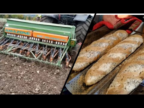 Du blé au pain (en bio) au GAEC Des Biobeef