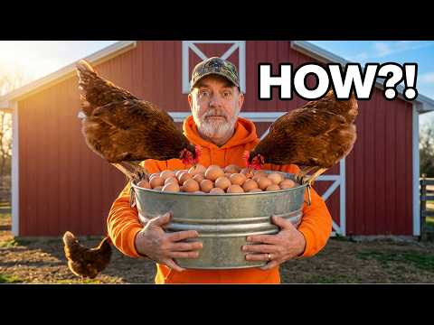 How to Increase Egg Production in Chickens and Maintain Better Health