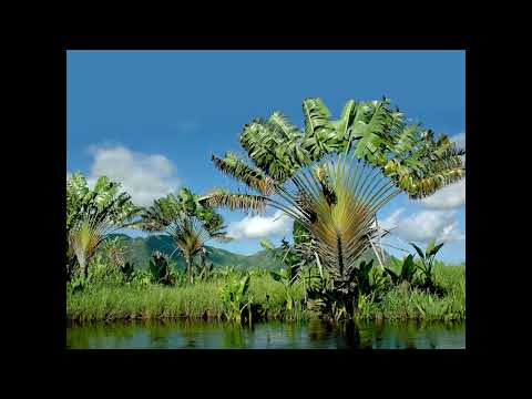 Tsiaro anao - Lucien Randrianina