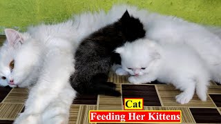 White Cat with Kittens | Mother Cat Feeding Her Kittens | Birds and Animals Planet
