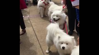 faze tari mosul tras de caini