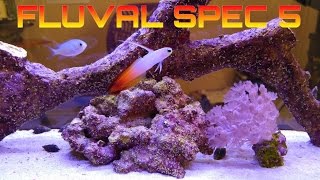 How to setup a Fluval SPEC 5 saltwater fish tank