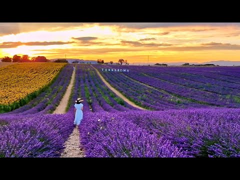 🇫🇷 PROVENCE Valensole France /The most famous LAVANDER FIELDS/4K