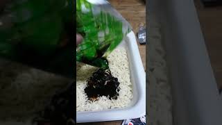 「雑談枠」アレンくんトリミングしました可愛い😆焼きそばたべます