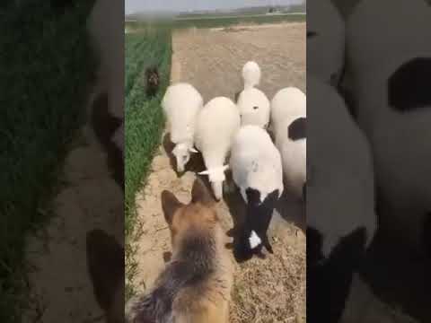 32 Vafadari of honest dogs  Gheta thi mol ni raxa Protect