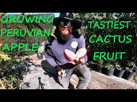 Tasty Cactus Fruit | Peruvian Apple Cactus