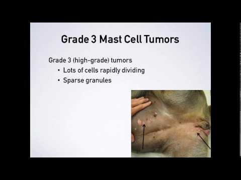 Mast Cell Tumors Webinar