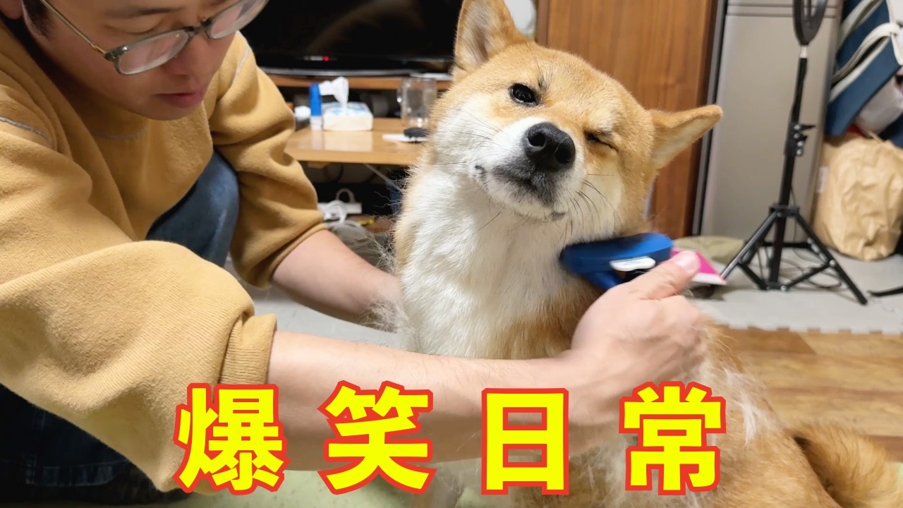 【換毛期】柴犬の止まらない大量の毛！終わらないブラッシング！