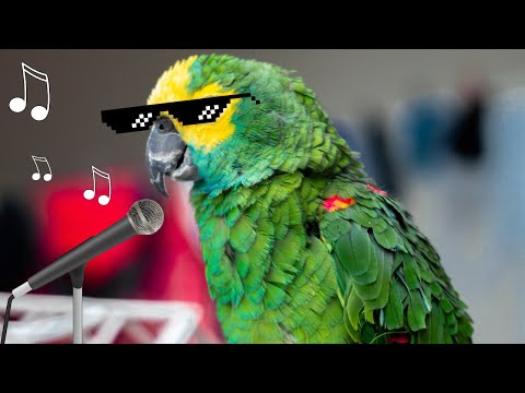 FUNNY PARROTS SINGING 🎤- TRY NOT TO LAUGH | Funny Pets ❤️🎤🦜