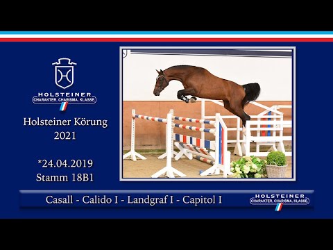 Holsteiner Körlot 2021 | Nr. 11 v. Casall - Calido I - Landgraf I - Capitol I