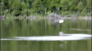 preview picture of video 'Bald eagle scoops up pike near Kapuskasing Ontario'