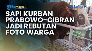 Usai Salat Idul Adha, Warga Ramai Foto Bareng Sapi Kurban Prabowo-Gibran