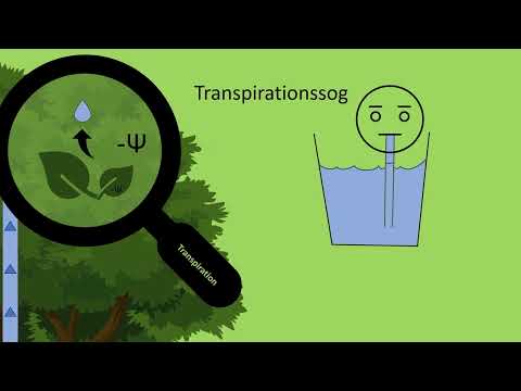 Wassertransport in Bäumen