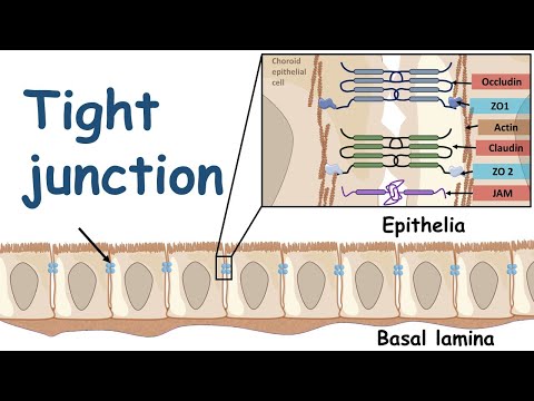 Tight Junction and its physiology