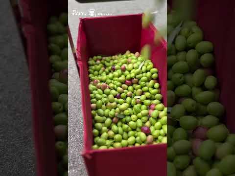 オリーブ仕事①初めて実ったオリーブで！収穫からアク抜きまで#shorts #オリーブ #季節の手仕事