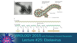 Virology 2015 Lecture #25: Ebolavirus