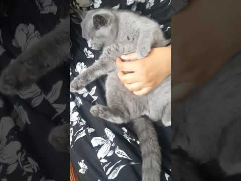 #shorts# fluffy cat play with my daughter's# cute little cat