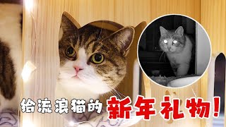 Download lagu 花500元为流浪猫打造豪华星级别墅 结�... mp3