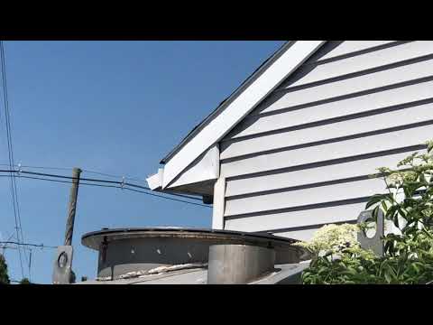 Raccoon Removal in Farmingdale, NJ