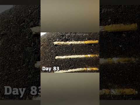 Cigarettes Under Soil For 1 Year! #Timelapse #shorts
