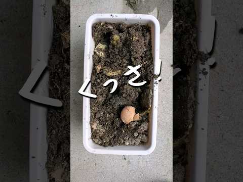 自家製天然堆肥