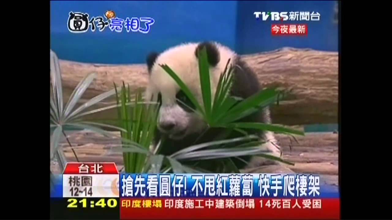 搶先看圓仔！不甩紅蘿蔔　快手爬棲架