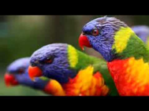 【1448】 Medwyn Goodall - Wisdom of the Forest