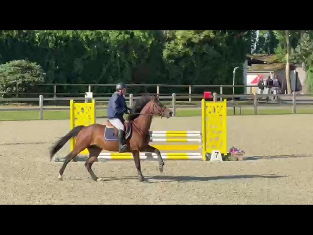 Hongre de 6 ans 