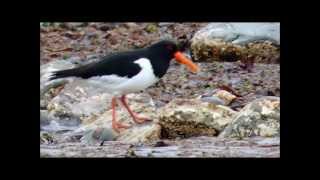 preview picture of video 'Oystercatcher finding and eating a Green Crab'