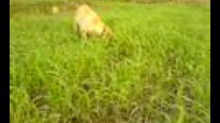 preview picture of video 'Labrador Pup (gundog) Upland Bird Hunting Training Pakistan'