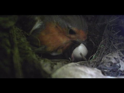 Robin hatching day - Adult eating and discarding eggshells