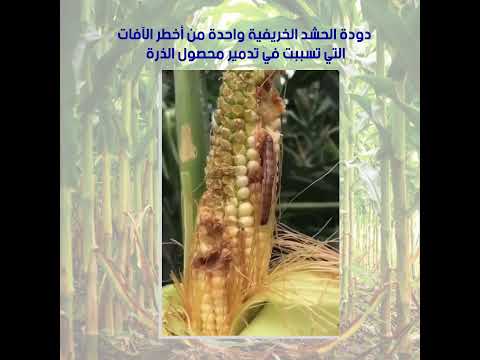 برى لارف نيو