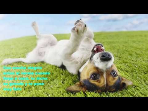 download lagu mp3 mp4 Poema A Mi Amigo Fiel, download lagu Poema A Mi Amigo Fiel gratis, unduh video klip Poema A Mi Amigo Fiel