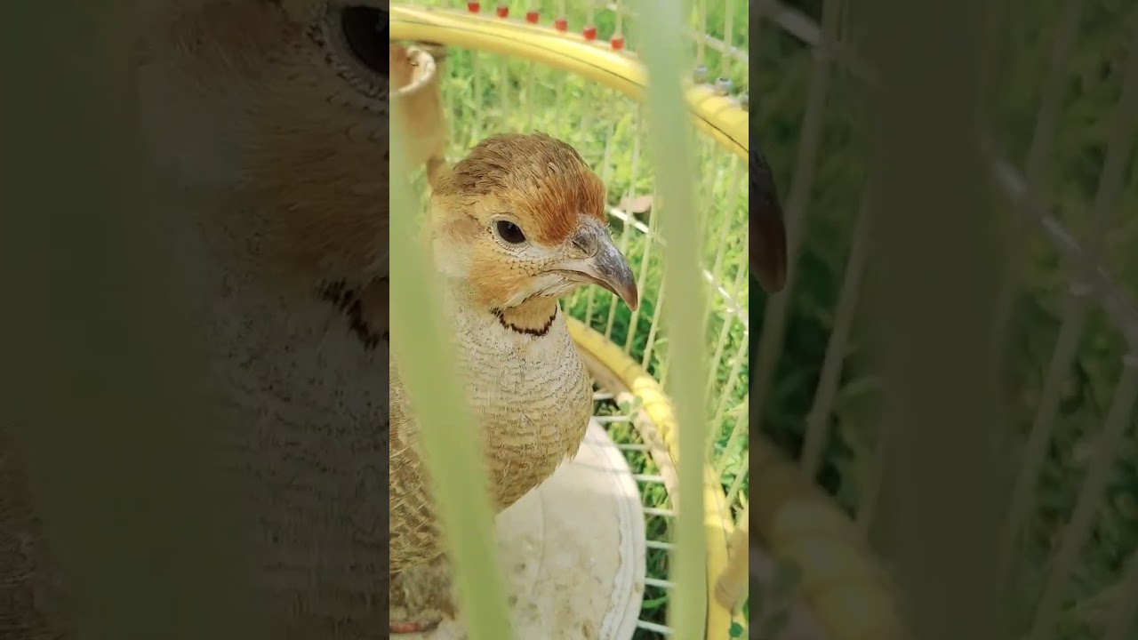 #kidscartoon #kidsvideo#Rt YouTube channel