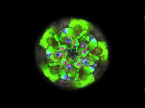 Birkwin Jersey - Orinoco (Official HD Video)