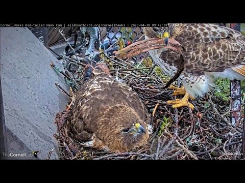 Cornell Red-Tailed Hawks: Stunning Close-ups of Big Red & Arthur during Pip Watch 🥚🥚🥚 2023 Apr 30