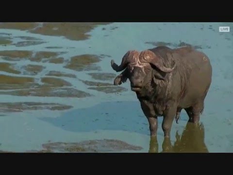 Part 1 PM Safar Drive at Djuma Game Reserve on Dec 10, 2015