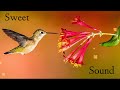 Sweet Sound Ringtones BGM Flute BGM Viral BGM Trending BGM Gentle Beats