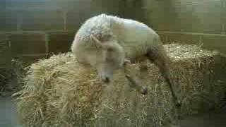 spanky &amp; our gang---lazy days