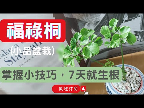 福祿桐可以水耕嗎