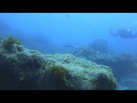 Marine Life with Moana Diving in Tenerife