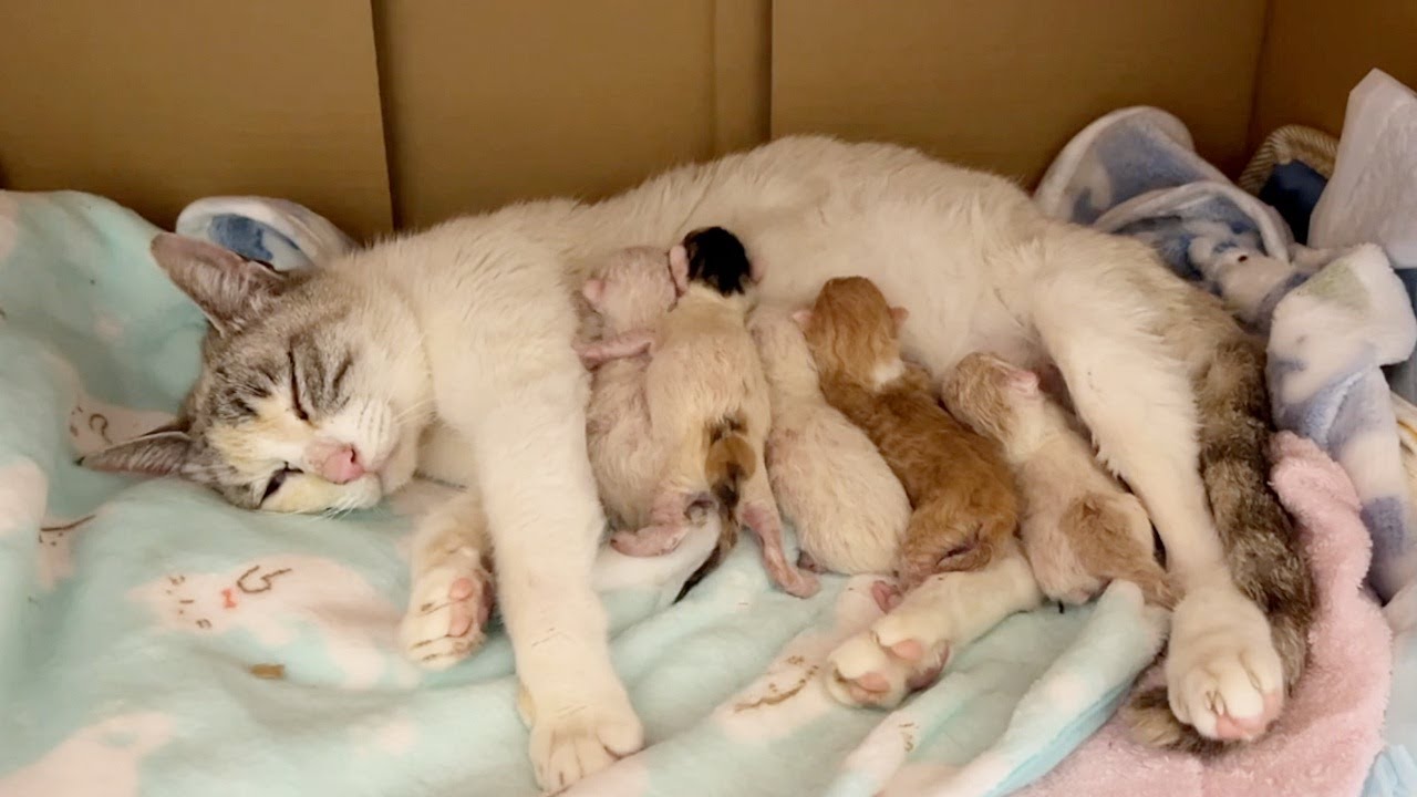 元野良だった妊婦猫シロさんの陣痛から出産まで