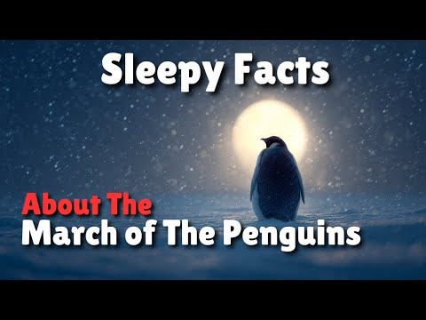 Calming Facts About The March of The Penguins To Fall Asleep To