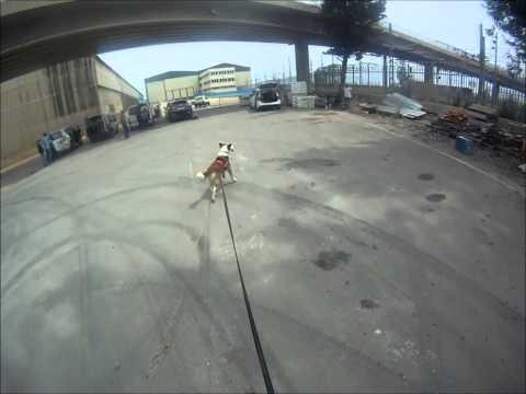 Danko Learning Dog (Barcelona)